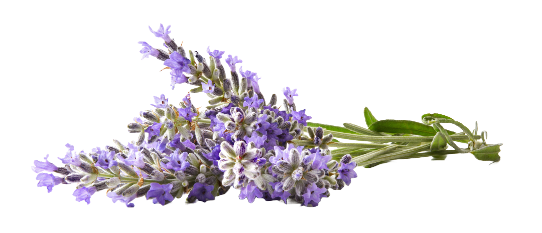 Spike lavender - Elliotti