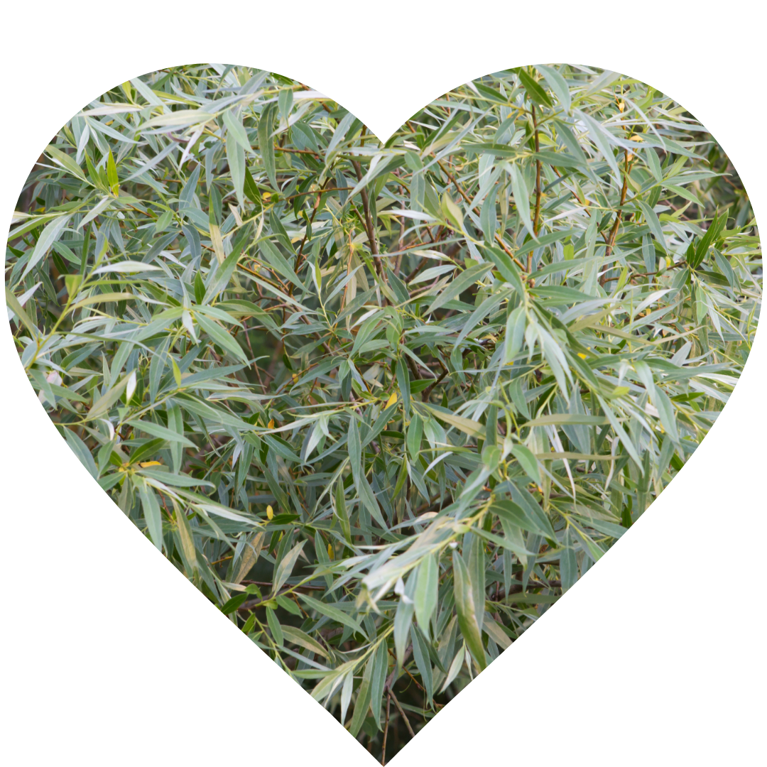 white willow (Salix Alba L)