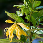 Essenciagua Ylang Ylang Organic Hydrosol, 250ml - Elliotti